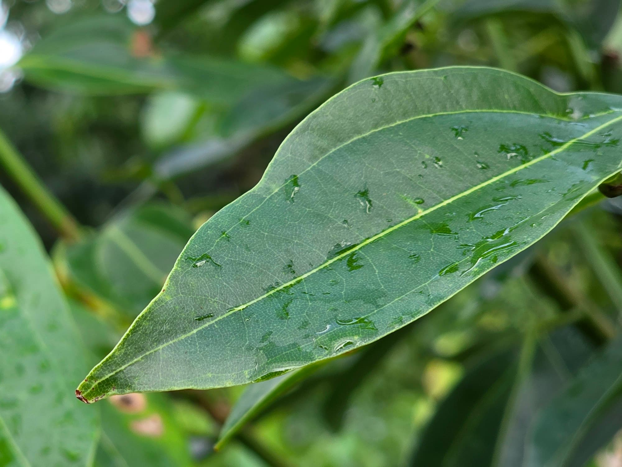 A rain-wet Ceylon cinnamon leaf photographed up close on the tree