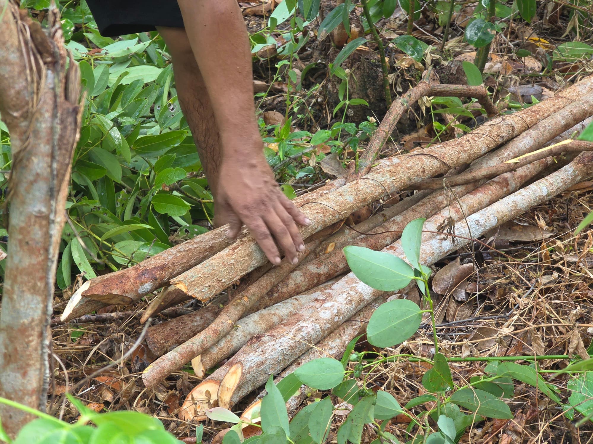 Freshly cut cinnamon stems