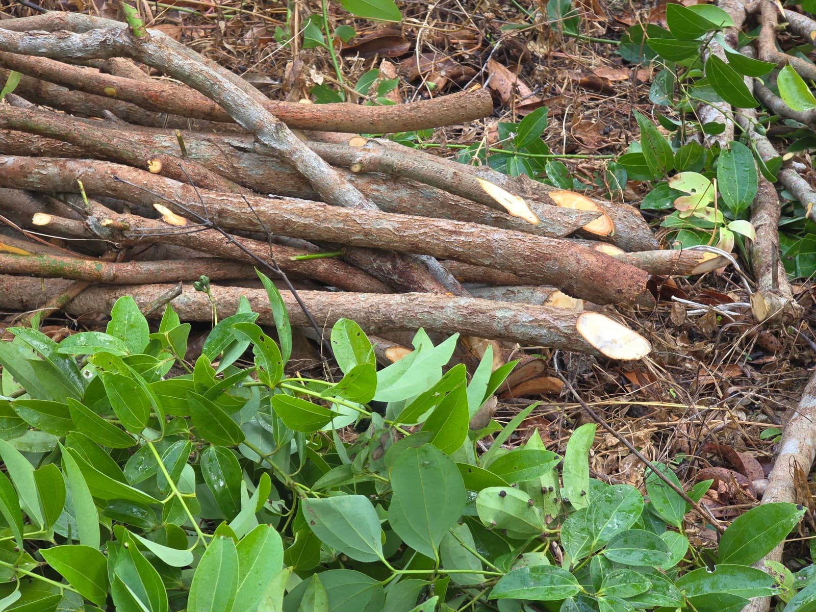 A stack of freshly cut cinnamon branches on the plantation floor