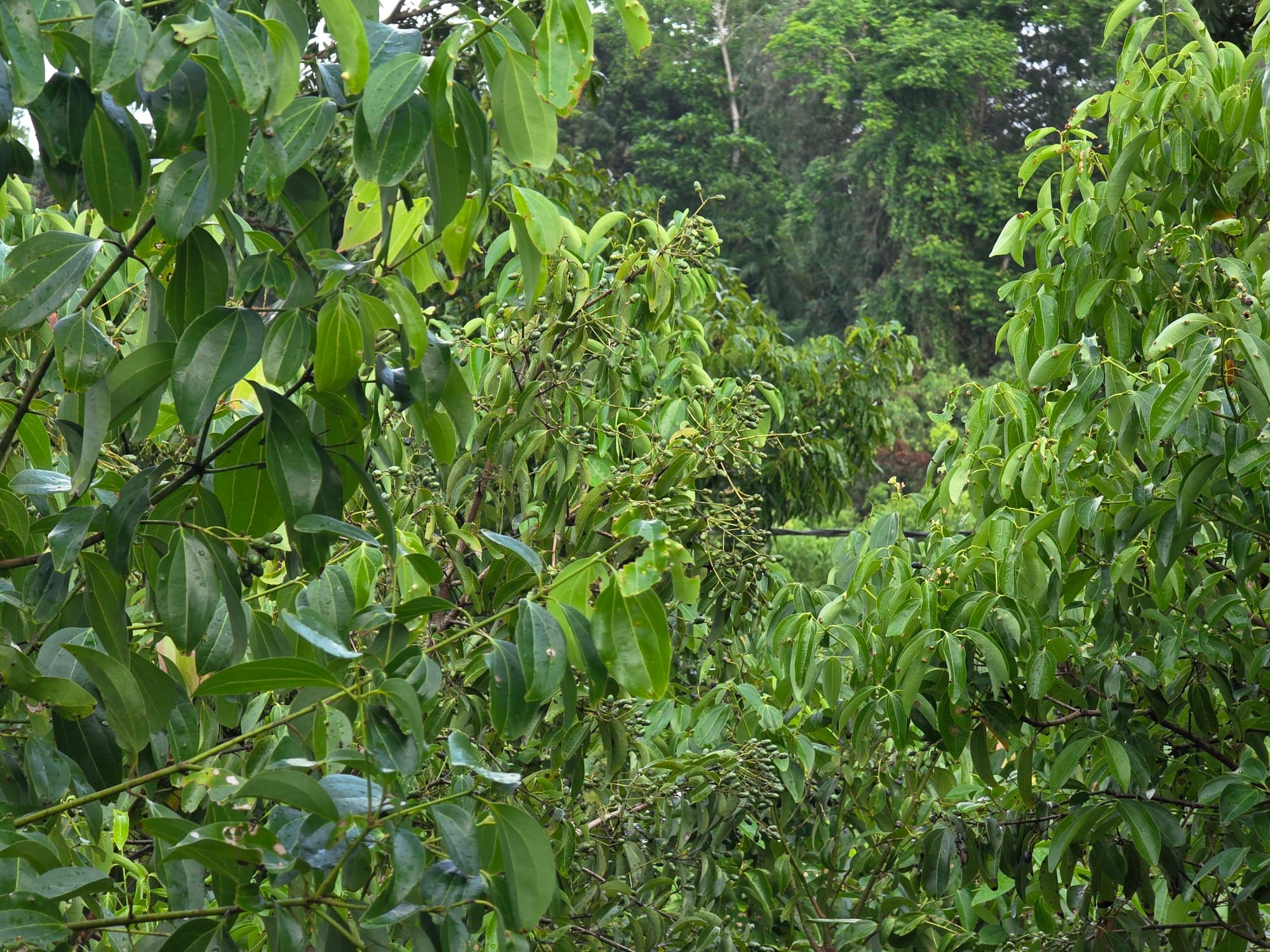 Cinnamon trees in leaf across the family plantation in Hikkaduwa